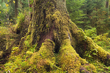 South Fork Hoh River Trail, Washington