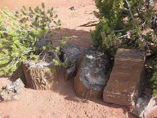 Petrified Wood