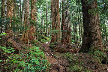 Dingford Creek trail (2)