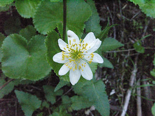 Caltha leptosepala, marsh marigold