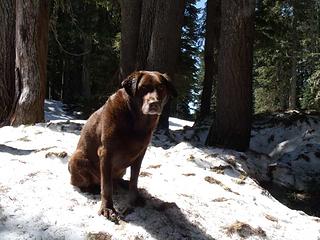 The regal, lab pose.