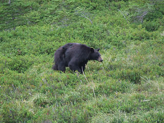 Bear about 40 feet away northbound