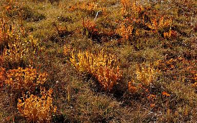 more meadow plants