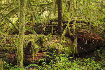 South Fork Hoh River Trail, Washington