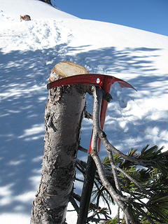 Navaho summit rim, cut winter 2013, fresh.  Heliskier vandalism?  6/2/13.  Note that there's plenty room for snowmobiles to maneuver here without cutting anything. 7200'; that was an old tree!