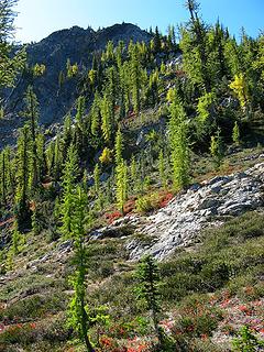 Larchs on Hocks NW ridge