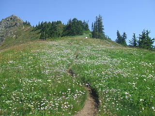 Flowers on Alta ridge
