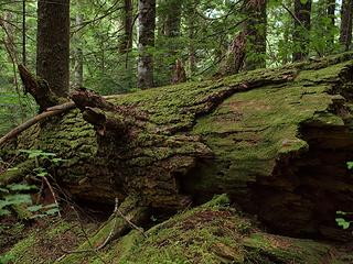 green and mossy