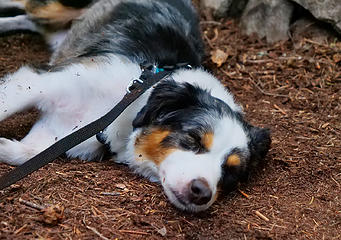 Heidi asleep in the dirt