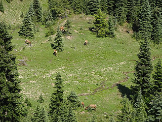Stealthily passing by grazing elk.