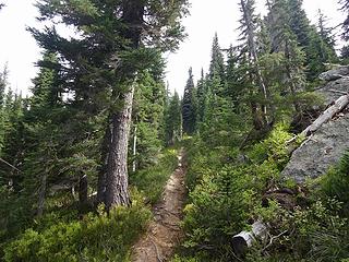 An unmapped trail up South Butte. Likely the trail used by the lookout.