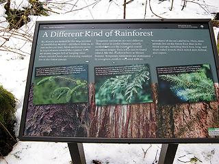 Temperate Rain Forest