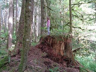 Former Middle Fork Giant.