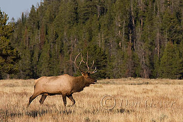 Rocky Mountain Elk