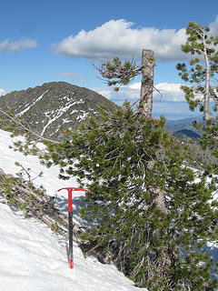 Vandalism near Navaho summit 6/2/13.  Heliskiers?  This and at least one other is winter 2013 -- note top lying on snow -- others older but recent.  3 Brothers West in background.  7000'; an old tree until some stupid child decided he was more important.