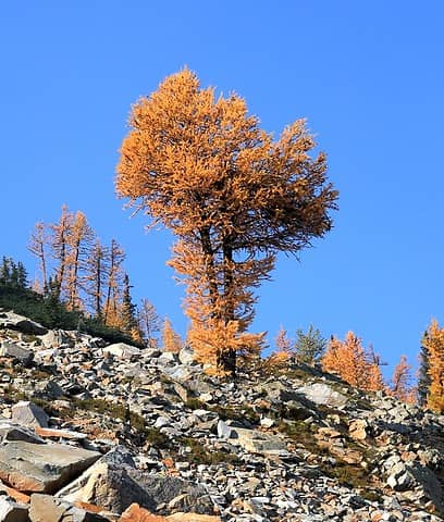 And a larger larch on the slope above