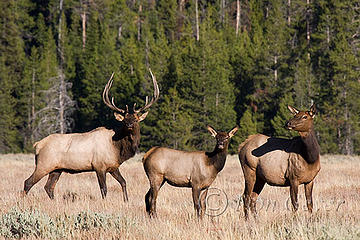 Rocky Mountain Elk