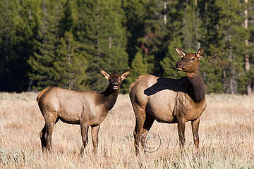 Rocky Mountain Elk