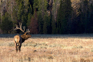 Rocky Mountain Elk