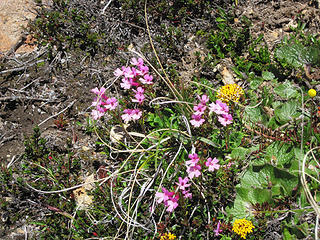 Flores patagonicas