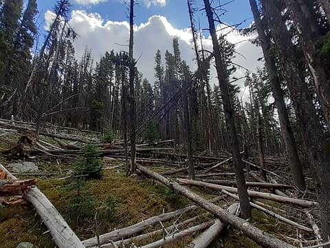 Typical bushwhacking terrain