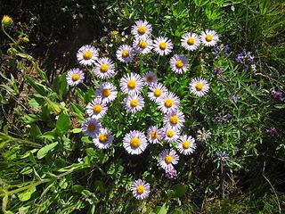 Purple Asters