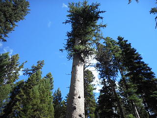 Top of The Larch