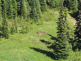 A large elk cooling off and checking on the others in its group who are now alerted to our presence.