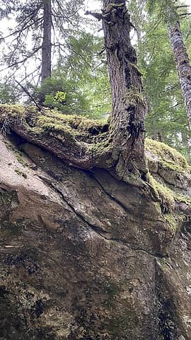 Trees and rocks