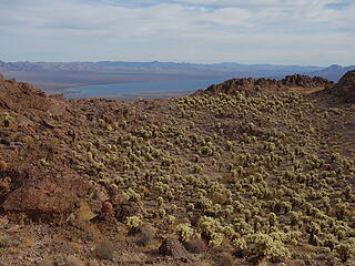 cholla garden