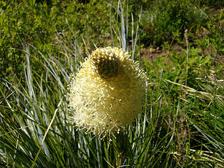 Beargrass