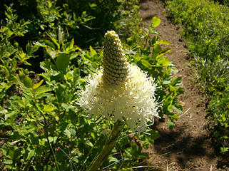 Beargrass