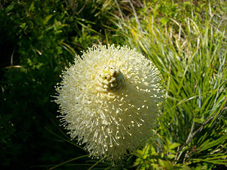 Beargrass