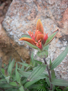 Paintbrush on Bean Peak