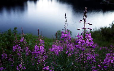 20:39 Lake Lillian, flowers
