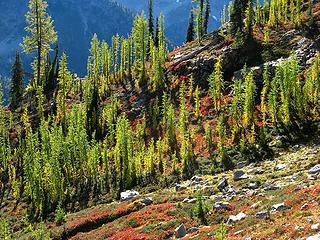 Bright ranks of larches