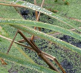 Fronds, resized (Zoo in November)