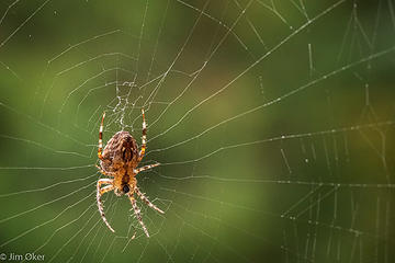 Woven Web (1 of 1)