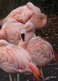 Flamingos in November, Woodland Park zoo