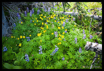 Wild flowers along the Tubal Cain trail.