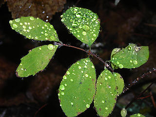 More Leaves