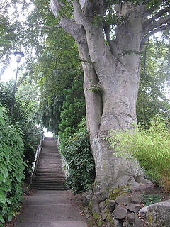 Big Old Tree and more stairs..queen anne has tons of old estates that were pretty fantastic looking