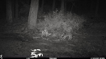 pair of coyotes