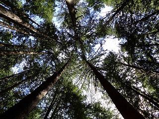 Second growth canopy.