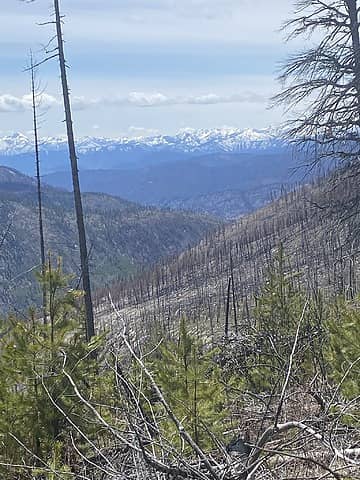 View of forest re-burned by the Cub Creek 2 fire in 2021