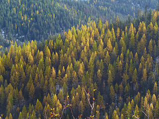 More larches