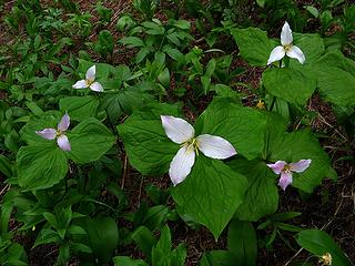 Trilliums in creek valley