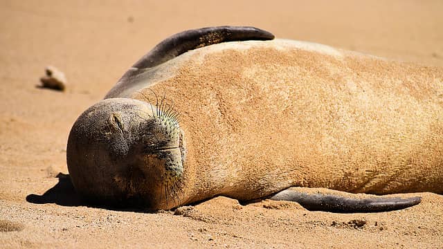 July: Monk seal on the beach at Poipu, Kauai, Hawaii