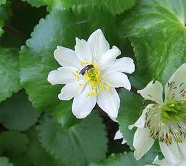 Granite Lakes, marshmarigold and ant