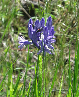 Brodiacea howellii, Wooten Wildlife Area, near Tucannon River.